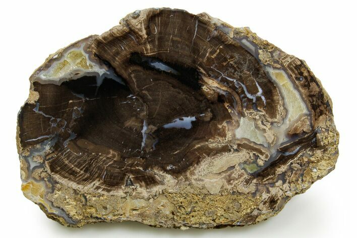 Petrified Wood (Schinoxylon) Round - Blue Forest, Wyoming #377587